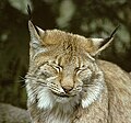 Image 17The Eurasian lynx – once again found living wild in the Harz (from Harz)