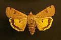 Lunar yellow underwing Noctua orbona Noctuinae