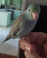 A turquoise parrotlet on a finger for size reference.