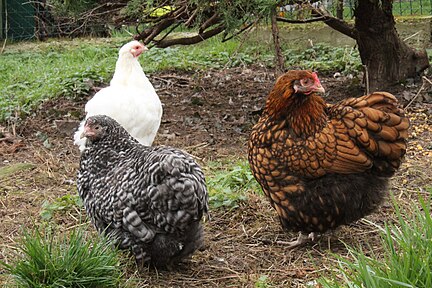 White, barred and gold-laced hens