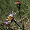 S. spathulatum flower heads photographed 29 July 2016, Mono County, California, US.