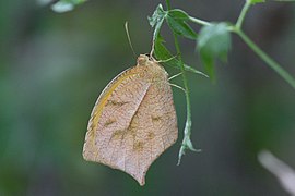 矩黄粉蝶 Pyrisitia proterpia