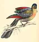 Illustration by Andrew Smith, showing crimson primaries