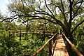 Treetop walk