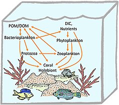 Coral holobiont[240]