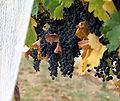 Wine grapes06