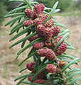 Pollen cones