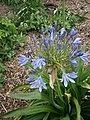 Agapanthus praecox