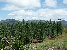 Agathis lanceolata plantation