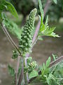 Ambrosia artemisiifolia flower buds