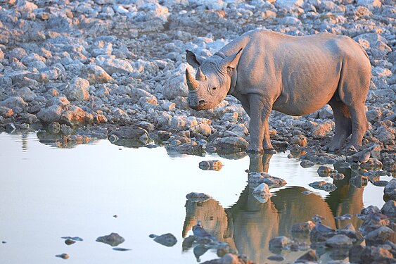 White rhinoceros (ceratotherium simum) contemplating sunset at the Okaukuejo waterhole in Etosha National Park Namibia
