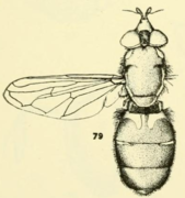 The Painted Wood Fly Blera pictipes