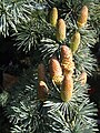 Cedrus libani 'Glauca' male cones