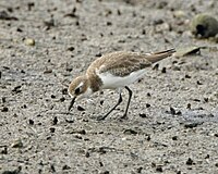Lesser Sand Plover (winter plumage)?