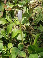 Colchicum alpinum bud in Oisans