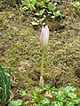 Colchicum bormuelleri opening