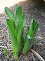 Colchicum cilicicum 'Purpureum' young leaves