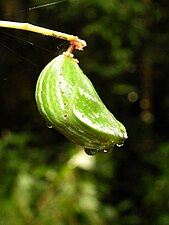 Chrysalis