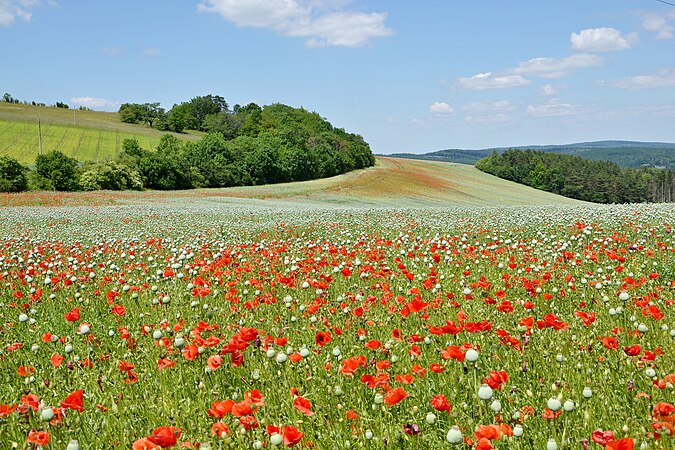 图为捷克共和国科日恰尼附近的风景。