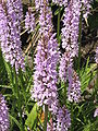 Dactylorhiza maculata