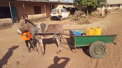 Small utility cart with donkey (Ghana, 2020)