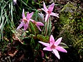 Erythronium dens-canis