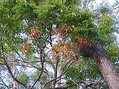 Trunk and red new growth