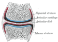 Diagrammatic section of a diarthrodial joint, with an articular disk.