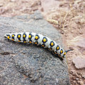 A Hyles nicaea caterpillar on the southern slopes of the Alborz Mountains, near Jaban, Damavand, Iran, at 2870 m elevation in alpine scrubland.