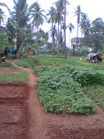 Farm in the middle of the city at Jayanagar