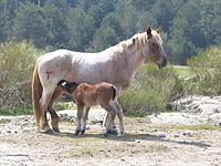 This strawberry roan mare, though very light-colored, is still identifiable as a roan by the dark color of her extremities and the brand on her hindquarters, which has grown back in without white hairs.
