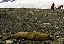 干枯的海豹尸体。