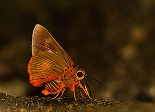 Ventral view