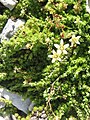 Saxifraga bryoides