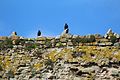 Blackbirds perched on top of the cella wall.