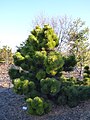 Thunderhead Pinus thunbergii