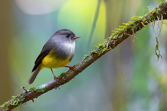 Yellow-bellied flyrobin by JJ Harrison