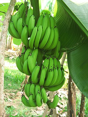 香蕉树上的青香蕉