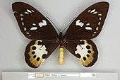 Ornithoptera tithonus tithonus, female dorsal view