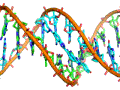 The double helix structure of DNA