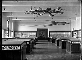 #42 (24/9/1877) Ward's models of the Catalina giant squid and a giant Pacific octopus, suspended from the ceiling of the American Museum of Natural History's Shell and Coral Hall, early 20th century. The squid was later moved to the Hall of Ocean Life, the Invertebrate Hall, and, following refurbishment, the "Wall of Life" in the Hall of Biodiversity (see 2015 image).[310] Both models were acquired in 1895 for a total of US$750 (equivalent to $27,468 in 2023).[311]