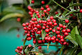 Ardisia crenata berries