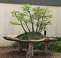 Bald Cypress