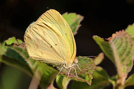 高黄粉蝶 Eurema elathea