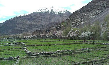 View of a mountain, apricot tree and green fields in Hassanabad Chorbat
