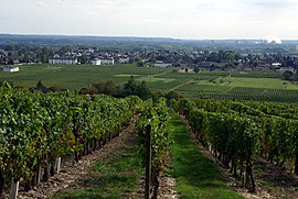 A general view of Bourgueil