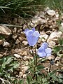 Campanula cochleariifolia