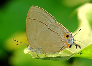 Ventral view