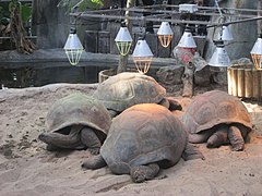 Aldabra giant tortoises