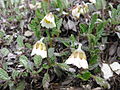 Dryas drummondii